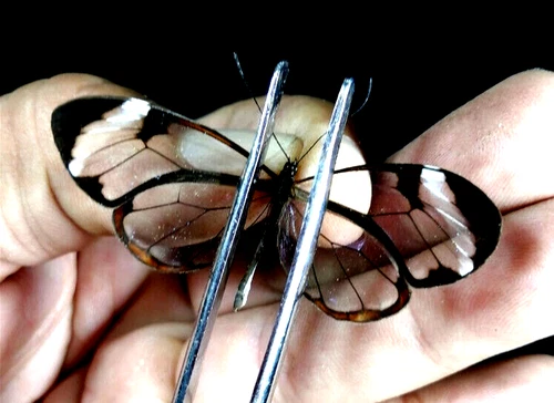 ithomiidae cristal wings unmounted ,2 pieces