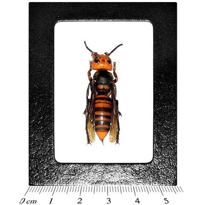 Vespa mandarinia japonica REAL FRAMED JAPANESE MURDER HORNET WASP