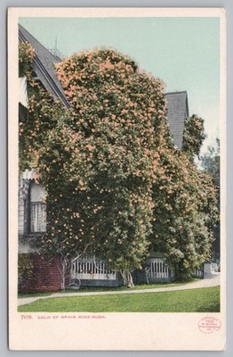 Gold Of Ophir Rose-Bush Garden House RPPC UDB Detroit Michigan Postcard TS-19A