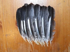 30 BLU JAY WING FEATHERS 6"  FLY TYING ART FLORAL DISPLAY,HAIR, JEWELLERY