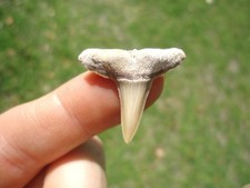 XL BONE VALLEY LEMON SHARK TOOTH FLORIDA FOSSILS SHARKS TEETH MEGALODON FL MAKO