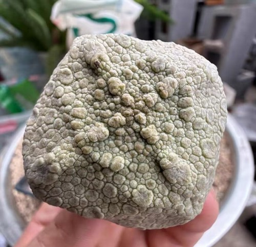 5CM Pseudolithos cubiformis WYSIWYG Own Root - Imagen 2 de 4