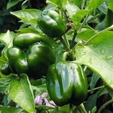 Emerald Giant Sweet Bell Pepper, NON-GMO, Heirloom, Stuffed Peppers, FREE SHIP