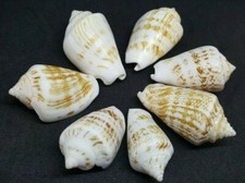 Lot 7 Sea Shells Big Natural Strombus Decorus, Size =1.5"-2" Mediterranean