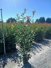 Photinia Red Robin 10L Approx 160-180cm Pallet Deal X25 Plants Hedging Evergreen