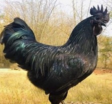 12 Purebred of Ayam Cemani, organic, unwashed Hatching eggs.