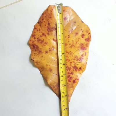 Dried  Almond Leaves [Catappa] 50/200 Pcs [8 inch approx] shrimp betta fish 