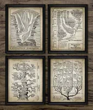 Tree of Life Prints Set of 4, Vintage Evolution Geology Paleontology Wall Art