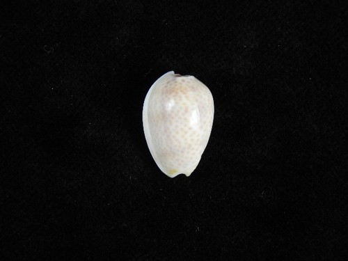 Sea Shell Persicula persicula 19mm ID#9412 - Picture 2 of 2