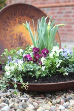 2 Stück Pflanzschalen D 46cm , Edelrost, Gartendekoration, !!  Weihnachten