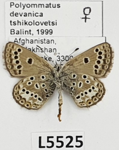 Lycaenidae, Polyommatus devanica tshikolovetsi, hembra, A2-/B, Afganistán - Imagen 2 de 2
