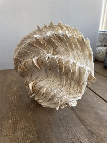 Tridacna Gigas Giant Clam Shell Matching Pair Ruffled Surface 12"Wide 6"H - Picture 18 of 24