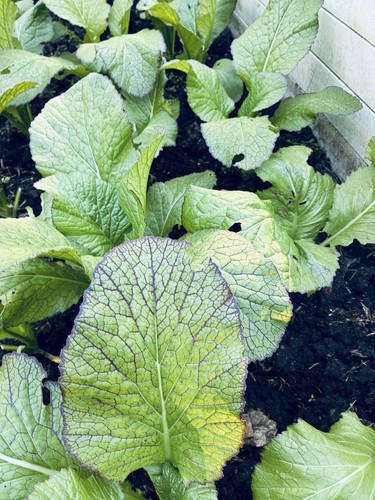 Rayo ko Saag.Mustard saag seeds 400 plus .Tender and tasty. - Picture 4 of 6