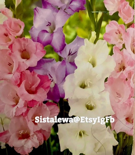Gladiolus ~ Pastel Blend~(5) Flower Med Bulbs ~ Tall Lily~Summer New Stock - Picture 2 of 2