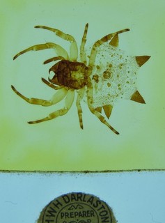 Antique microscope slide by Darlaston. Australian Spiked Spider. Gasteracantha.