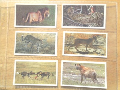 grandee cigarette cards 1990 Grandee AFRICAN WILDLIFE lion cheetah set 30 cards Tobacco Cigarette