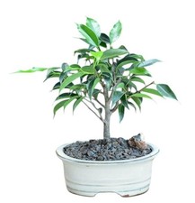 Live 5 Yr Old Oriental Ficus Bonsai Tree Ficus Benjamina Orientalis Indoor 8"H