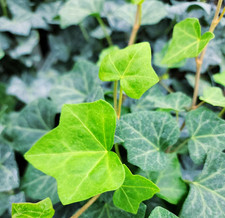English Ivy Plant   Live Plant in 1 Pot 2 Plants per Pot   Trailing Evergreen