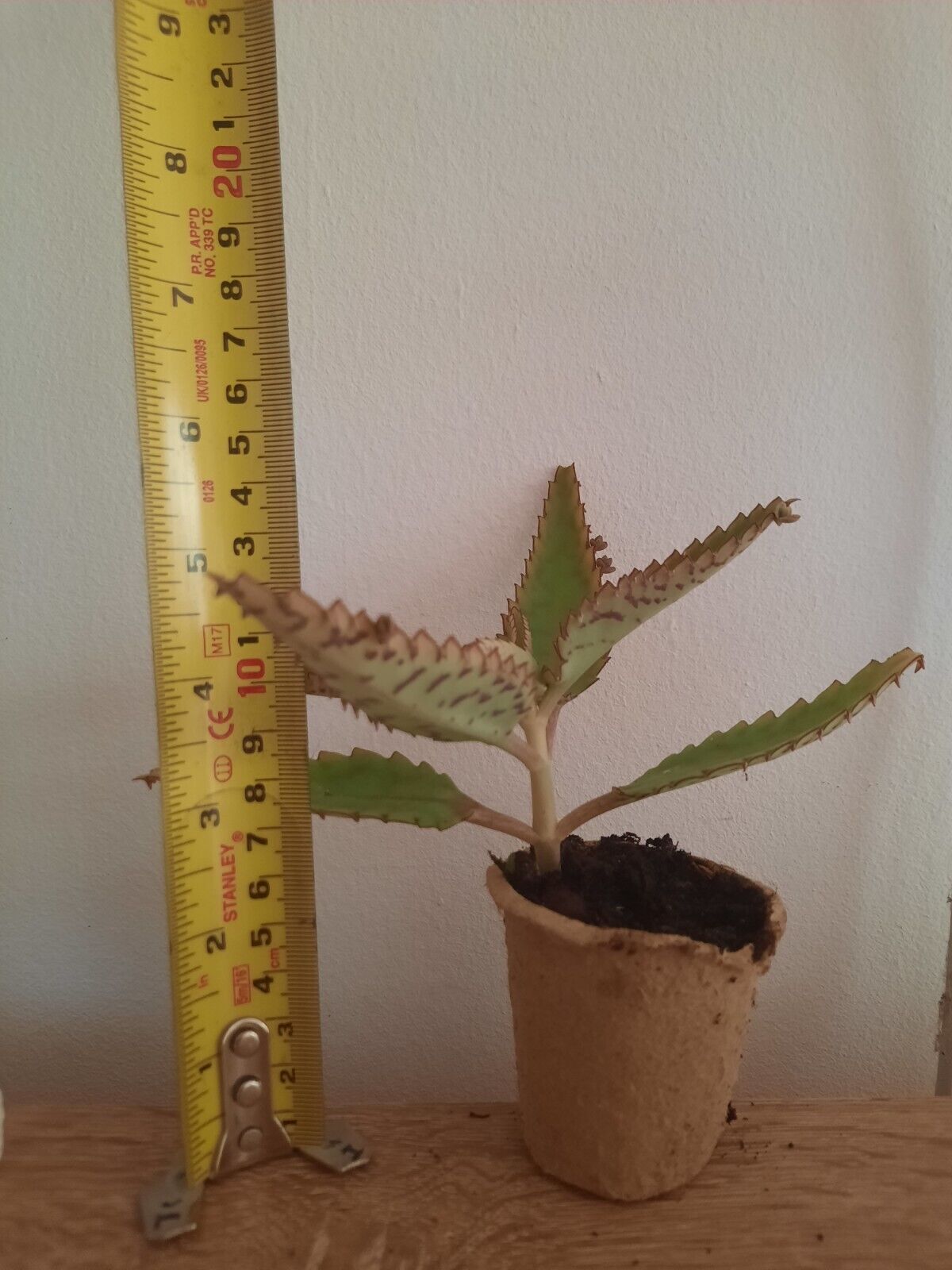 Picture 2 of 4