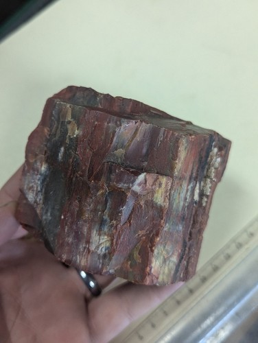 Beautiful large 1.9lb Red Yellow Rainbow Petrified Wood Arizona - Picture 3 of 7