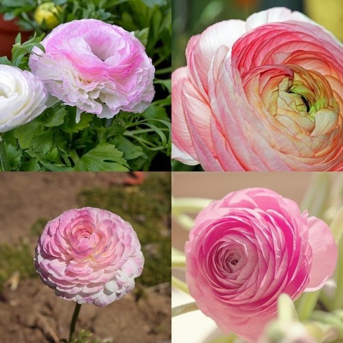 Ranunculus Flower Bulbs 20 Pink Picotee Corms Peony Rose Garden Wedding ...