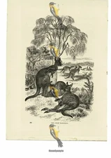 Great Kangaroo, Book Illustration (Print), 1884