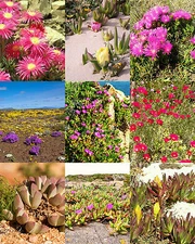 AFRICA GROUNDCOVER PLANTS MIX, rare mesembs succulents ice plant seed  -20 SEEDS