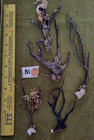 Lot of 5 Natural Sea Fan- Bonsai - Coral - Sea Whip B1 — photo 1