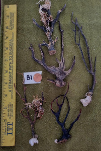 Lot of 5 Natural Sea Fan- Bonsai - Coral - Sea Whip B1