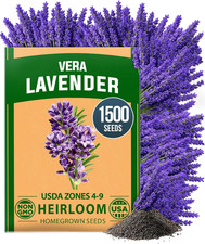 Non-Gmo 'Vera' English Lavender Seeds 1,500  True Original Heirloom  Superior