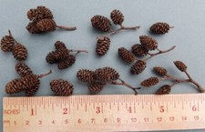 50 Alder Cones for Aquarium Shrimp Tank