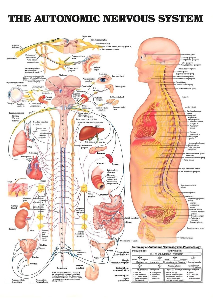 Sympathetic And Parasympathetic Nervous System Chart
