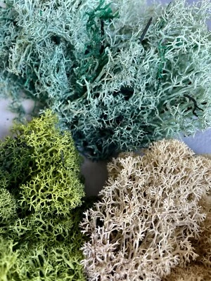 GGL REINDEER MOSS | LICHEN | Natural Preserved | Terrarium Supplies | Terrarium Deco
