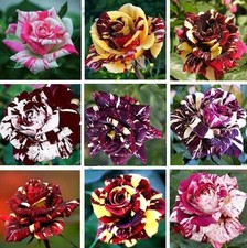 Multi-Color Rose Seeds, Double Petal Rose, 50pcs/Pack.  9514 