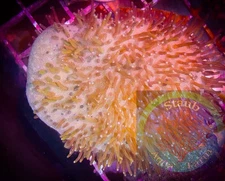 SAF~ Large Pink Toadstool Leather Coral Frag,  “WYSIWYG” Soft, Coral Colony, SPS