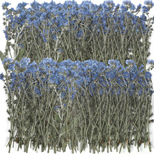 100 Pcs Natural Forget Me Not Pressed Dried Flowers Blue Don'T Forget Me Dried F