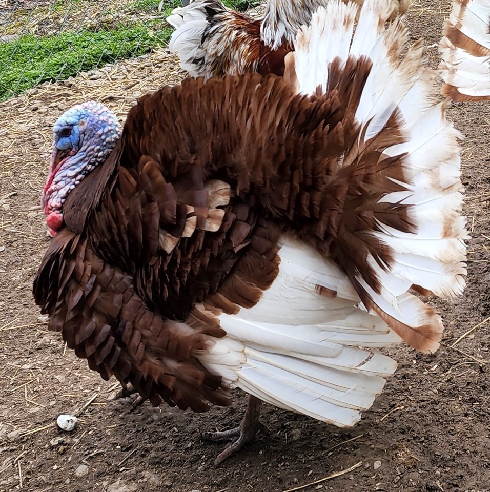 4+ Bourbon Red Turkey Hatching Eggs Excellent Herritage Breed! eBay