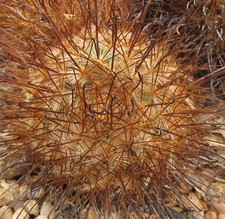Mammillaria moelleriana 10 SEEDS - Moeller's nipple cactus | Moeller's pincushio