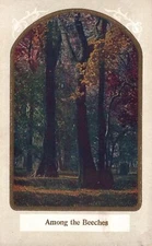 Vintage Postcard Among The Beeches Forest Park Giant Trees Green Field Nature