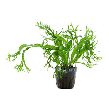 Java Fern Lace Windelov Aquarium Plants Factory