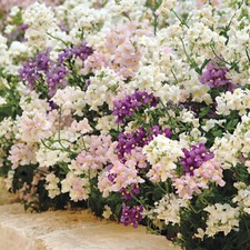 Mezcla perenne de poesía Nemesia 250. Semillas frescas orgánicas (Cape Snapdragon)