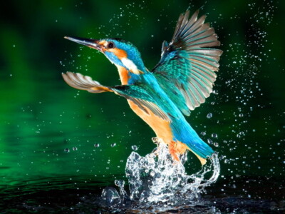 V2294 Alcedo Atthis Kingfisher Beautiful Bird Macro Decor WALL POSTER PRINT