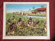 Vintage 1950s UK Macmillan History Geography Print SUDAN COTTON FIELD Textiles