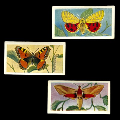 Swettenhams Tea Card- BUTTERFLIES & MOTHS x 3 - 1 Tiger Moth, 7 & 21