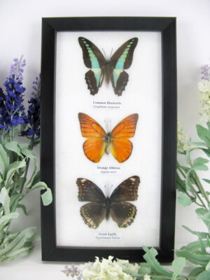 3 real butterflies, padded, beautiful in showcase - unique piece - mural 3 53