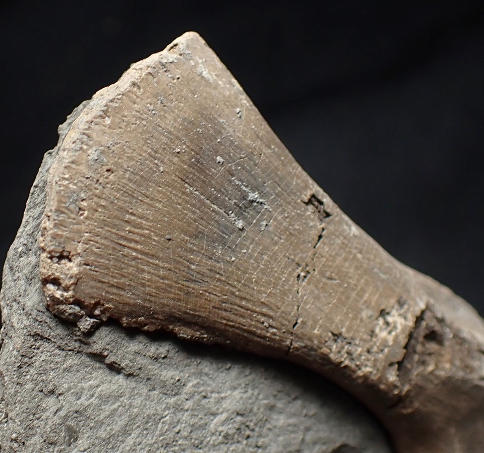 Fossil Ichthyosaur Scapula In Shale Watchet Bone Jurassic Marine fossil-ichthyosaur-scapula-in-shale-watchet-bone-jurassic-marine
