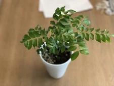 Organic Live Curry Leaf Plant 6+ Inches for Planting