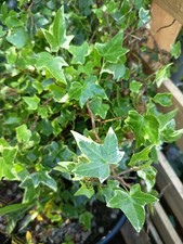 English Ivy Variegated. Fresh Cuttings X2. Easy Propagation. Indoor And Outdoor.