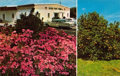 #ad #ad Mixon Fruit Farms Manatee County Bradenton Florida Vtg Postcard CP400 $8.85