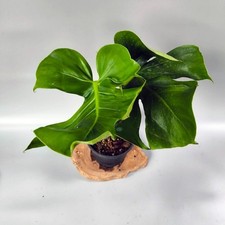 Monstera DeliciosaMutation from Seed   Free Phytosanitary Certificate